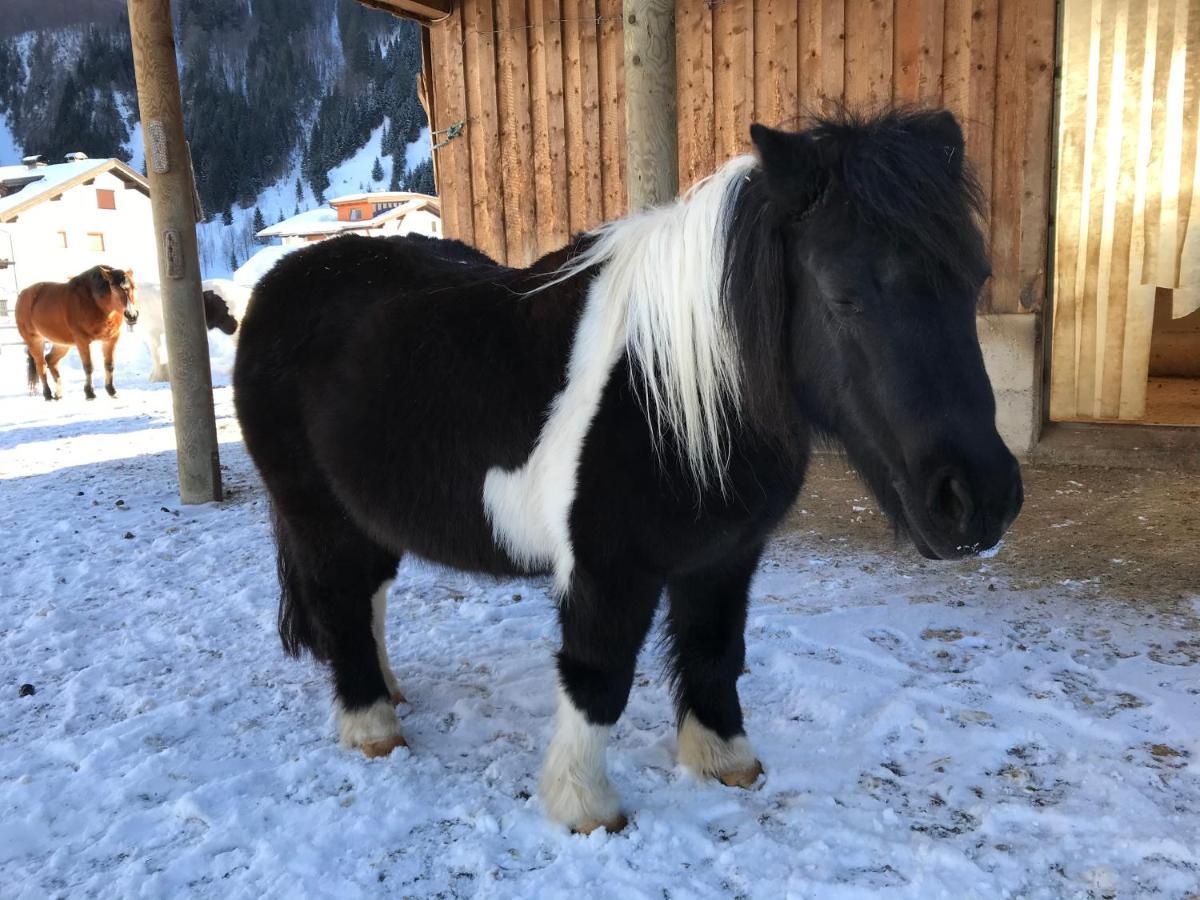 Pony-Ziegen-Hasen-Ranch Bichlbach公寓 外观 照片