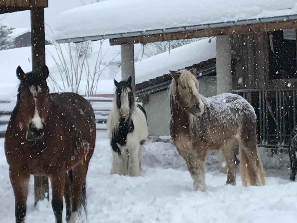Pony-Ziegen-Hasen-Ranch Bichlbach公寓 外观 照片