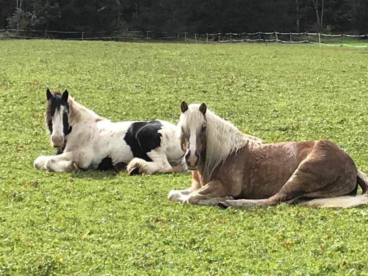 Pony-Ziegen-Hasen-Ranch Bichlbach公寓 外观 照片